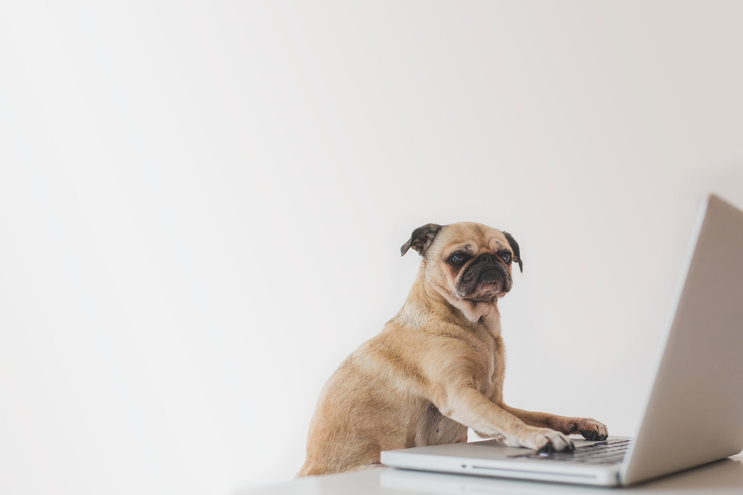 SEO + Marketing Consulting